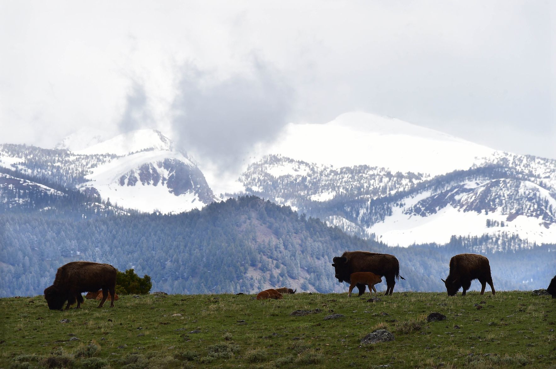 Bison hill